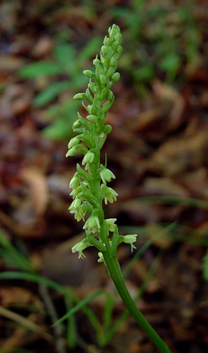 Pseudorchis Albida